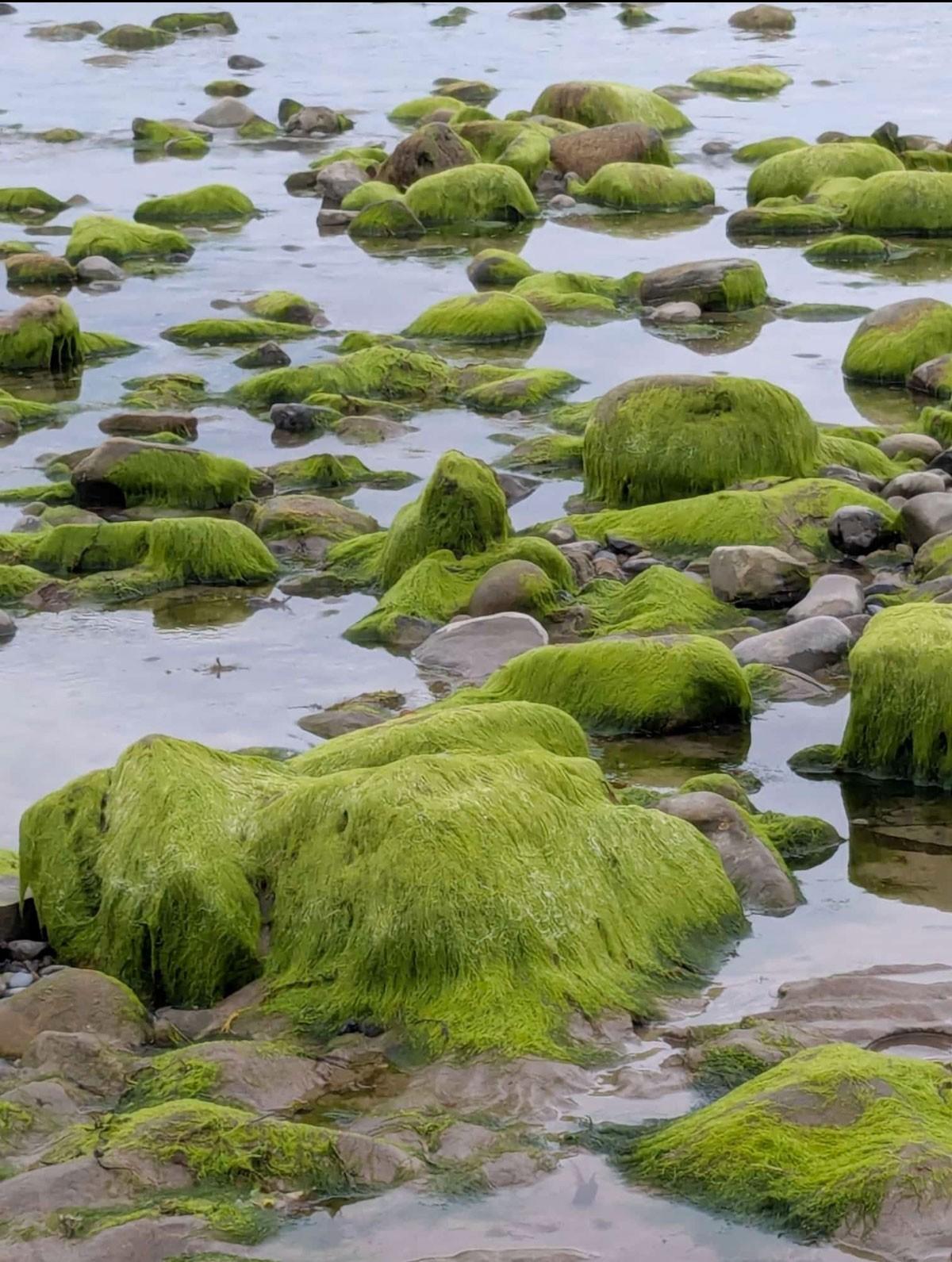 Stones covered in bright green algae lie in the shallow water of a small cove. 

Mit leuchtend grünen Algen bewachsene Steine liegen im seichten Wasser einer kleinen Bucht an der irischen Atlantikküste.