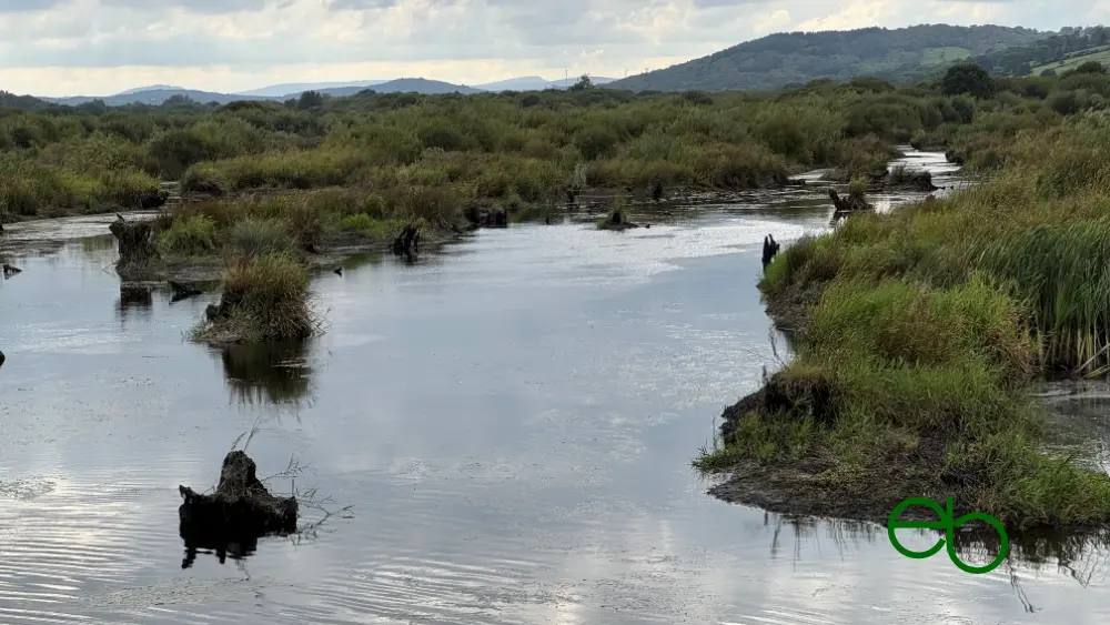 Wasserlandschaft mit Stümpfen abgestorbener Bäume - Waterscape with stubs of dead trees