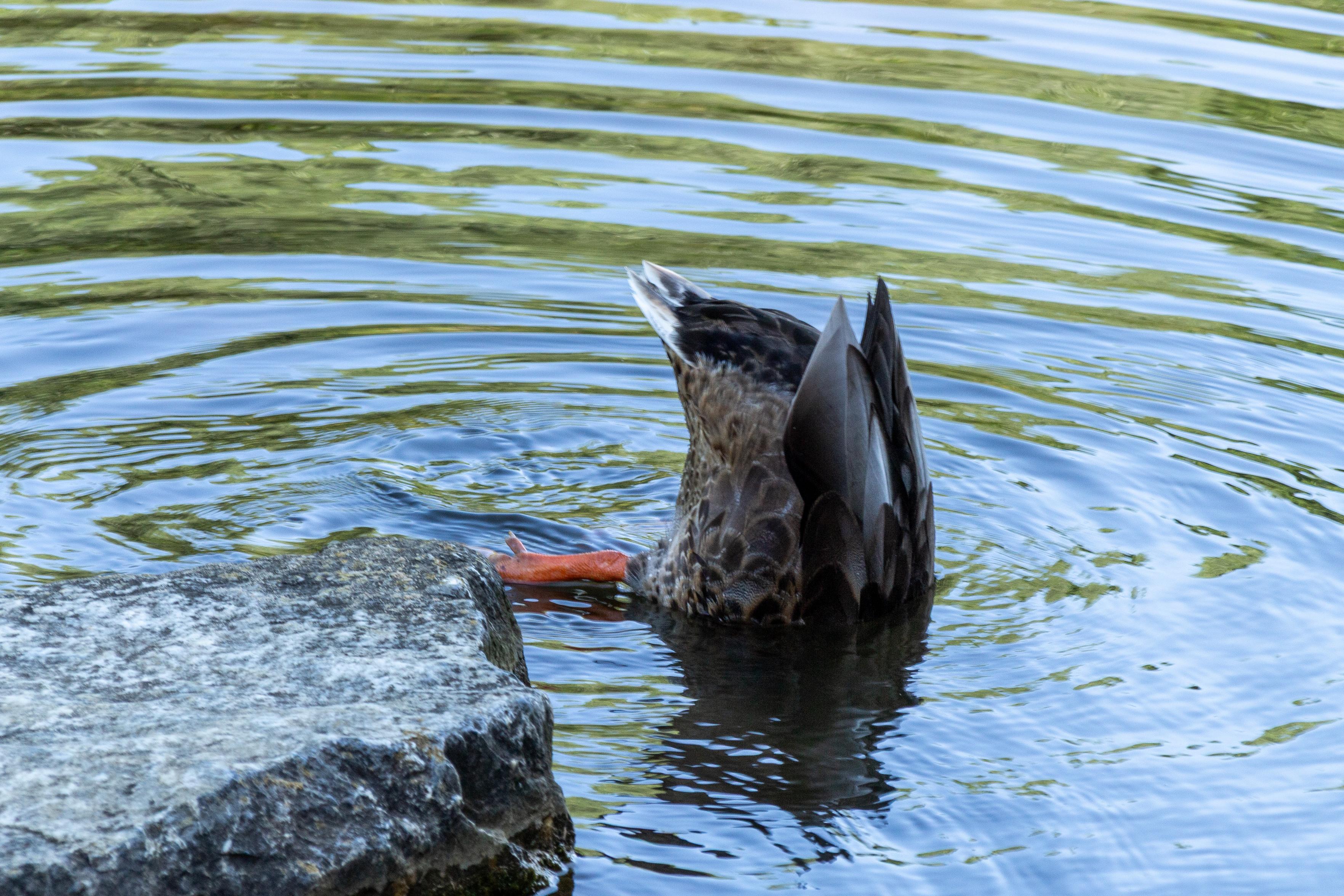 Ente mit dem Kopf unter Wasser an einem Teichufer; nur Körper, Schwanz und ein orangefarbener Fuß sind über der Wasseroberfläche zu sehen.