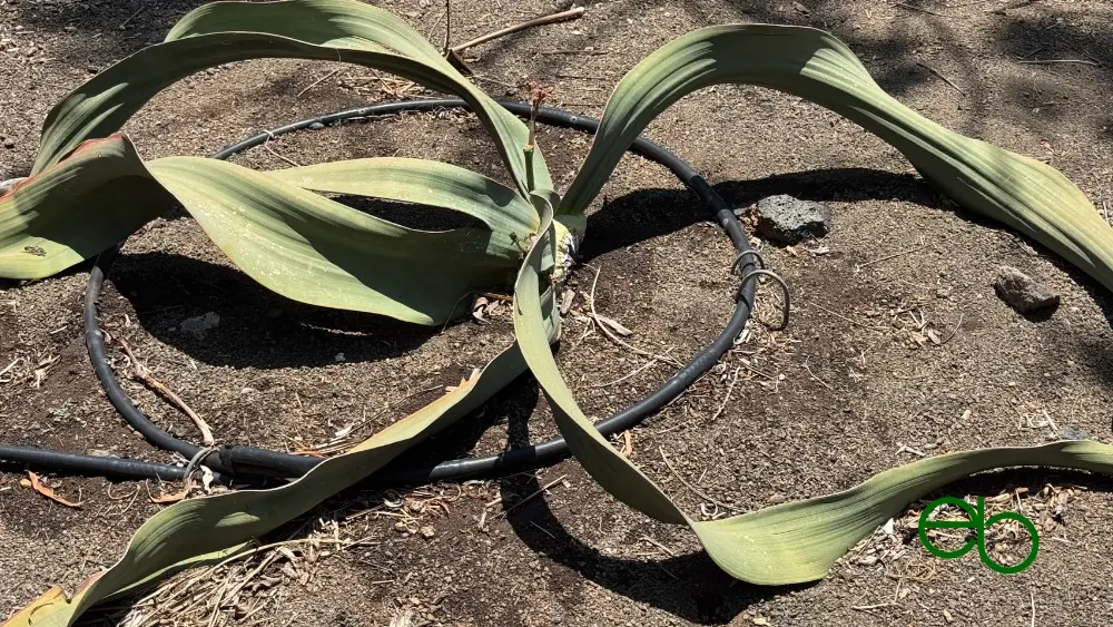 Schwarzer Bewässerungsschlauch um eine Welwitschia - black irrigation pipe around a Welwitschia