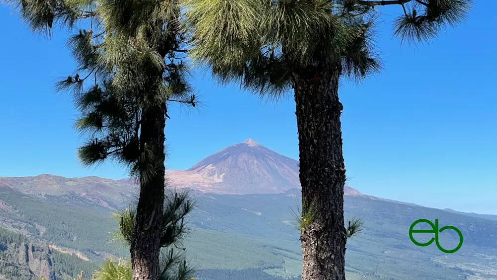 Der Vulkan Teide zwischen zwei Palmen - Volcano Teide between two palm trees