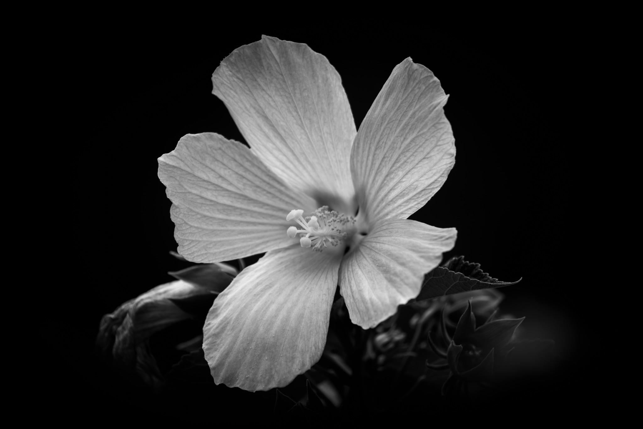 Schwarz-Weiß-Aufnahme einer geöffneten Hibiskusblüte mit fünf hellen Blütenblättern vor schwarzem Hintergrund. Aus der Blütenmitte ragt die Staubblattsäule mit Pollen und Narben hervor, im Dunkel dahinter sind Blätter und eine Knospe zu erahnen.