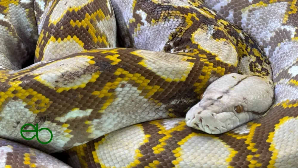 Netzpython (Malayopython reticulatus)