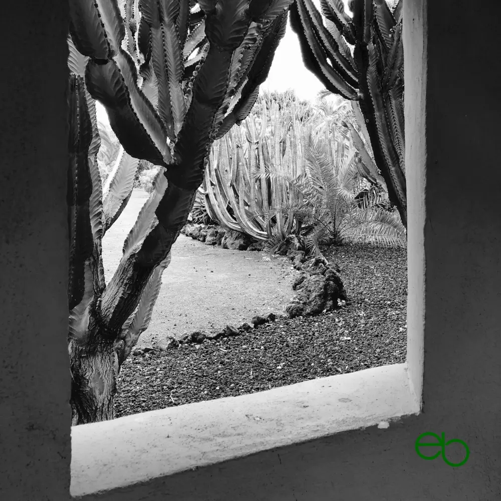 View through a window:  An empty path in a park with opuntias.