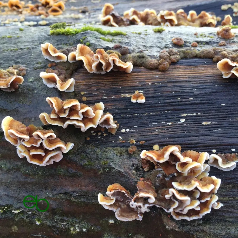 Brown-white tree fungi on a rotten tree trunk