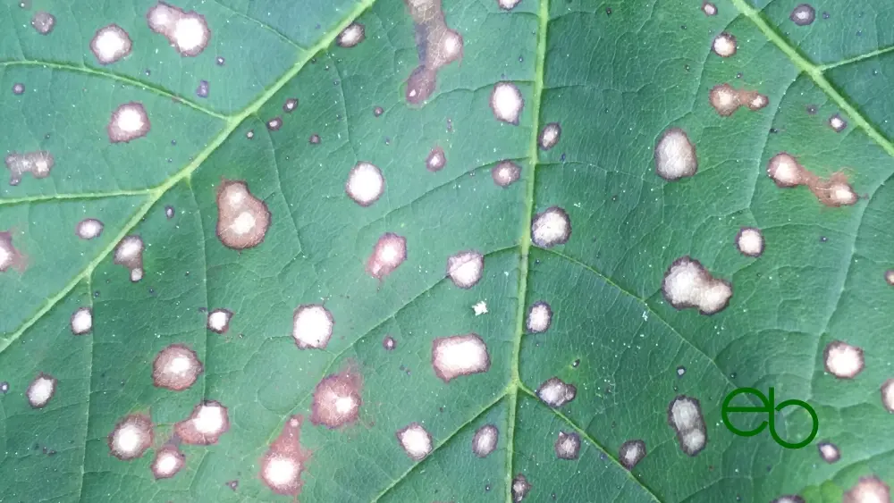Green leaf with leaf veins and white dots with a brown border
