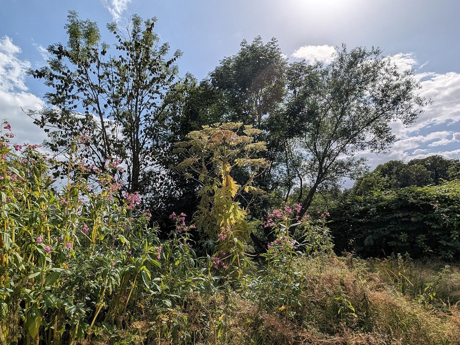 Ein ursprüngliches Stück Natur, wild bewachsen. 
Im Hintergrund zwei Bäume, etwas windzerzaust. Links davor blühen lilafarbene Stauden. Genau mittig vor den Bäumen steht hoher Riesenbärenklau.